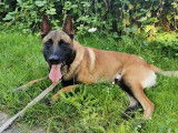 En attente d'adoption, chien Berger Malinois charbonné