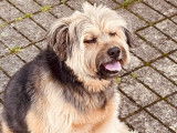 Disponible à l'adoption : chien âgé de 11 ans