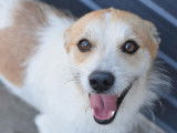 Chien roux et blanc disponible à l'adoption