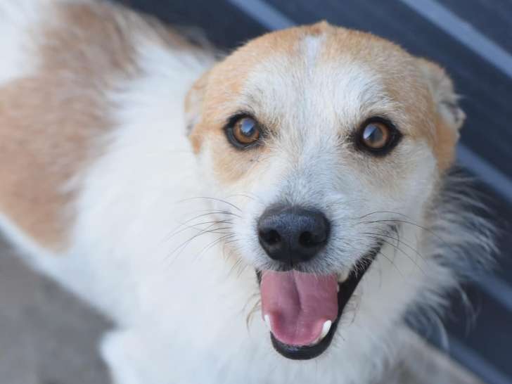 Chien roux et blanc disponible à l'adoption