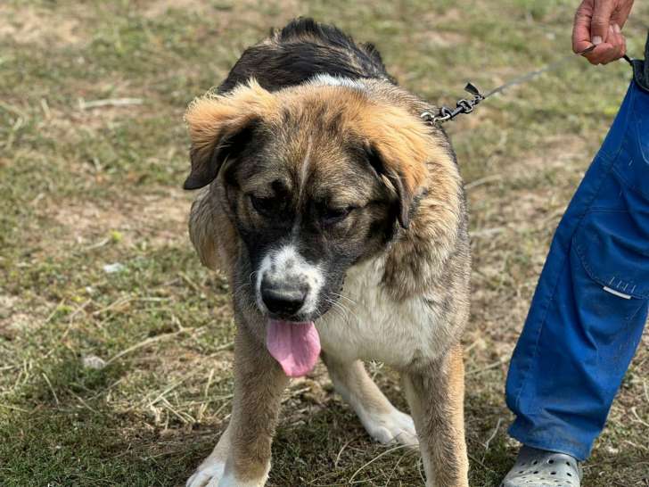 Chiot femelle de 7 mois en attente d'adoption