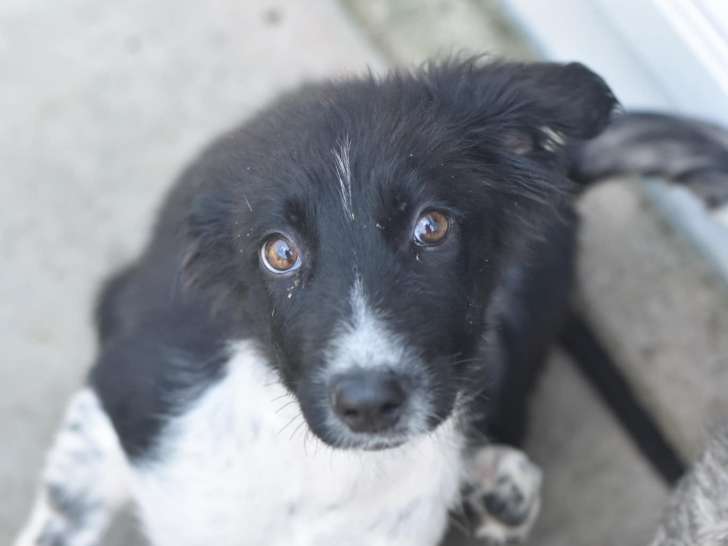 Chiot femelle noir et blanc à adopter