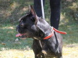 Disponible à l'adoption : chienne Bouledogue Français marron