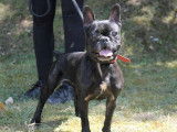 Disponible à l'adoption : chienne Bouledogue Français marron