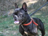 Disponible à l'adoption : chienne Bouledogue Français marron