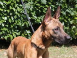 En quête d’un foyer, chien Berger Malinois d’un an
