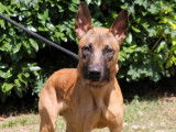 En quête d’un foyer, chien Berger Malinois d’un an