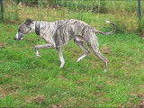À adopter : chien Whippet bringé