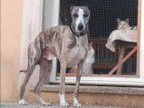 À adopter : chien Whippet bringé