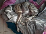 À adopter : chien Whippet bringé