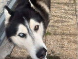 À la recherche d'une famille : chien Husky de Sibérie