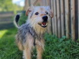 En attente d'adoption : chien de 9 ans