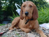 En attente d'un foyer, chien de 2 ans