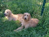 En attente d'adoption : chienne Basset fauve de Bretagne de 4 ans