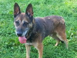 Chien disponible à l'adoption