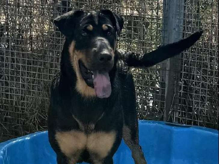 Disponible à l'adoption, chien noir et feu