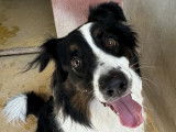 À adopter, chien Berger Australien de 4 ans
