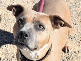 Chien American Staffordshire Terrier à la recherche d'un foyer