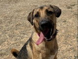 Chienne d'un an en attente d'adoption