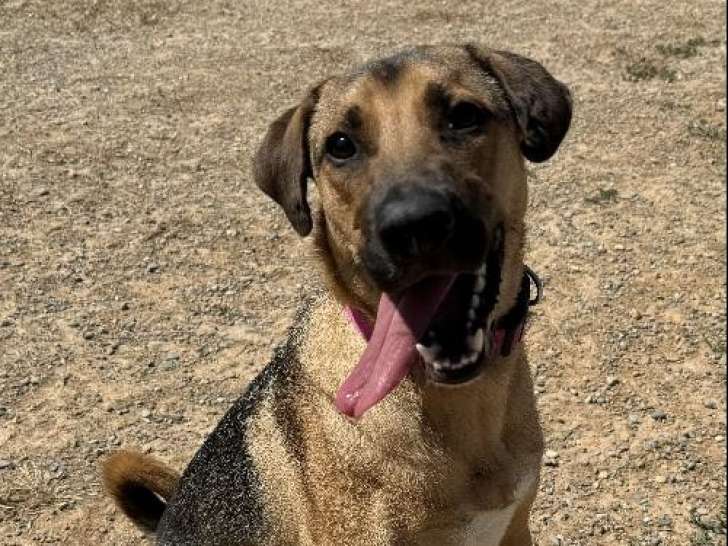 Chienne d'un an en attente d'adoption