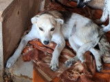 À adopter : chiot mâle tricolore