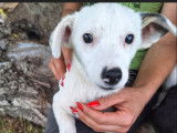 Disponible à l'adoption : chiot mâle de 6 mois