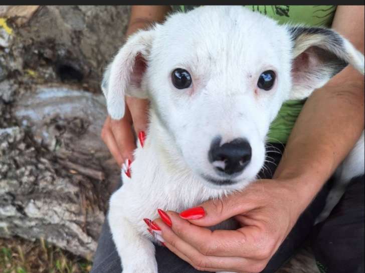 Disponible à l'adoption : chiot mâle de 6 mois