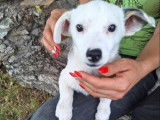 Disponible à l'adoption : chiot mâle de 6 mois