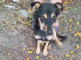 À la recherche d'un foyer : chienne de 2 ans