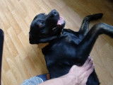 Chienne Labrador noire à adopter