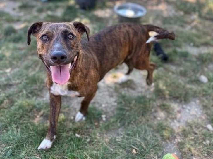 À adopter : chien au pelage bringé