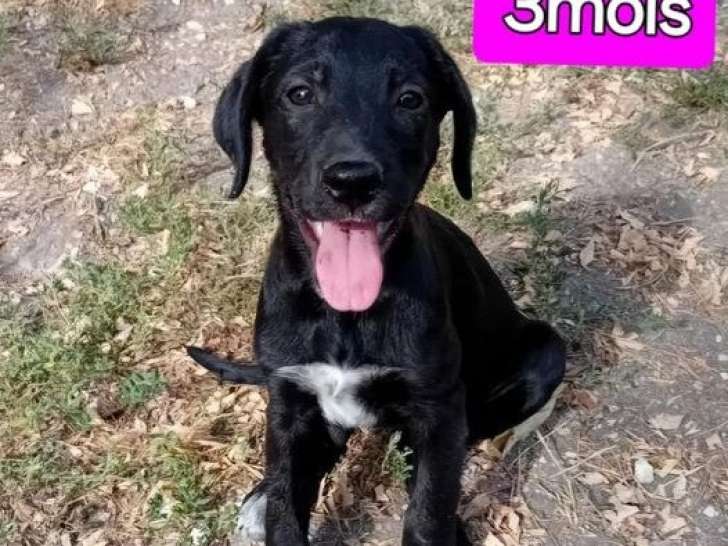 Disponible à l'adoption : chiot femelle de 3 mois