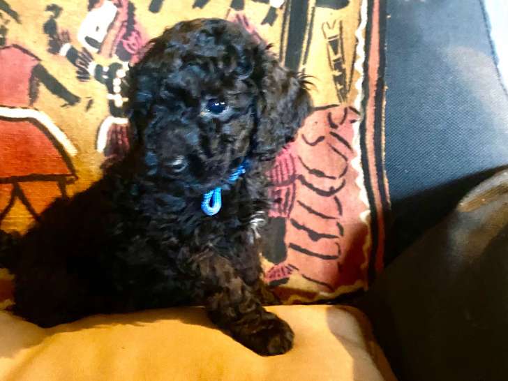 petite caniche nain collier bleu
