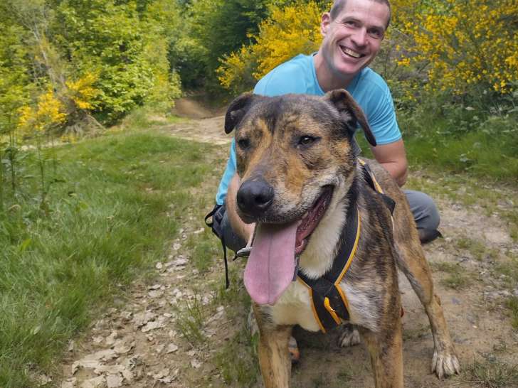 Chien bringé à adopter