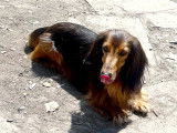 Disponible à l'adoption, chien adulte Teckel Nain fauve charbonné
