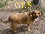 Chien âgé de 6 ans à adopter