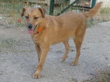 Chienne de 5 ans disponible à l'adoption