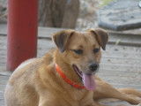 Chienne de 5 ans disponible à l'adoption