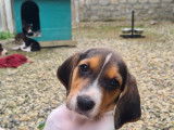 Chiots Anglo-Français de Petite Vénerie à vendre