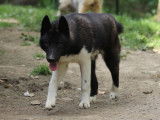 Husky sibérien LOF moslty black