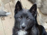 Husky sibérien LOF moslty black