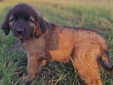 Disponible à l’achat 1 chiot Leonberg LOF