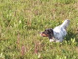 Chiots Setter Anglais à vendre