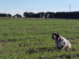 Chiots Setter Anglais à vendre