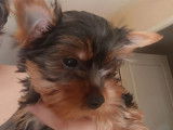 2 chiots Yorkshire Terriers LOF disponibles à la vente