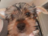 2 chiots Yorkshire Terriers LOF disponibles à la vente