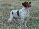 Superbe Épagneul Breton à vendre