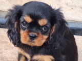 2 chiots Cavaliers King Charles mâles noir et feu LOF à acheter