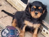 2 chiots Cavaliers King Charles mâles noir et feu LOF à acheter