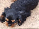 2 chiots Cavaliers King Charles mâles noir et feu LOF à acheter